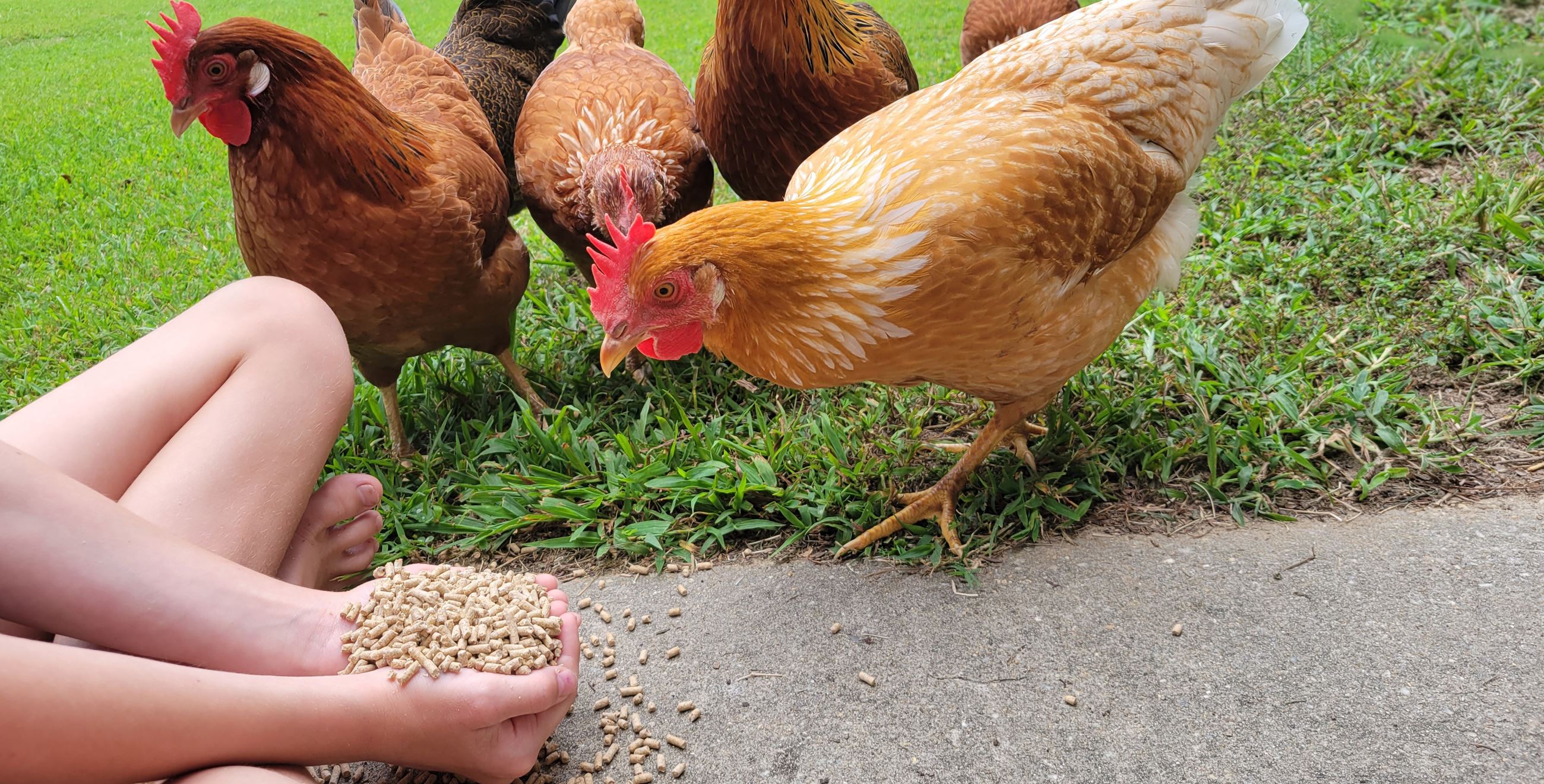 Chicken eating food from a child's hands with chickens in the background