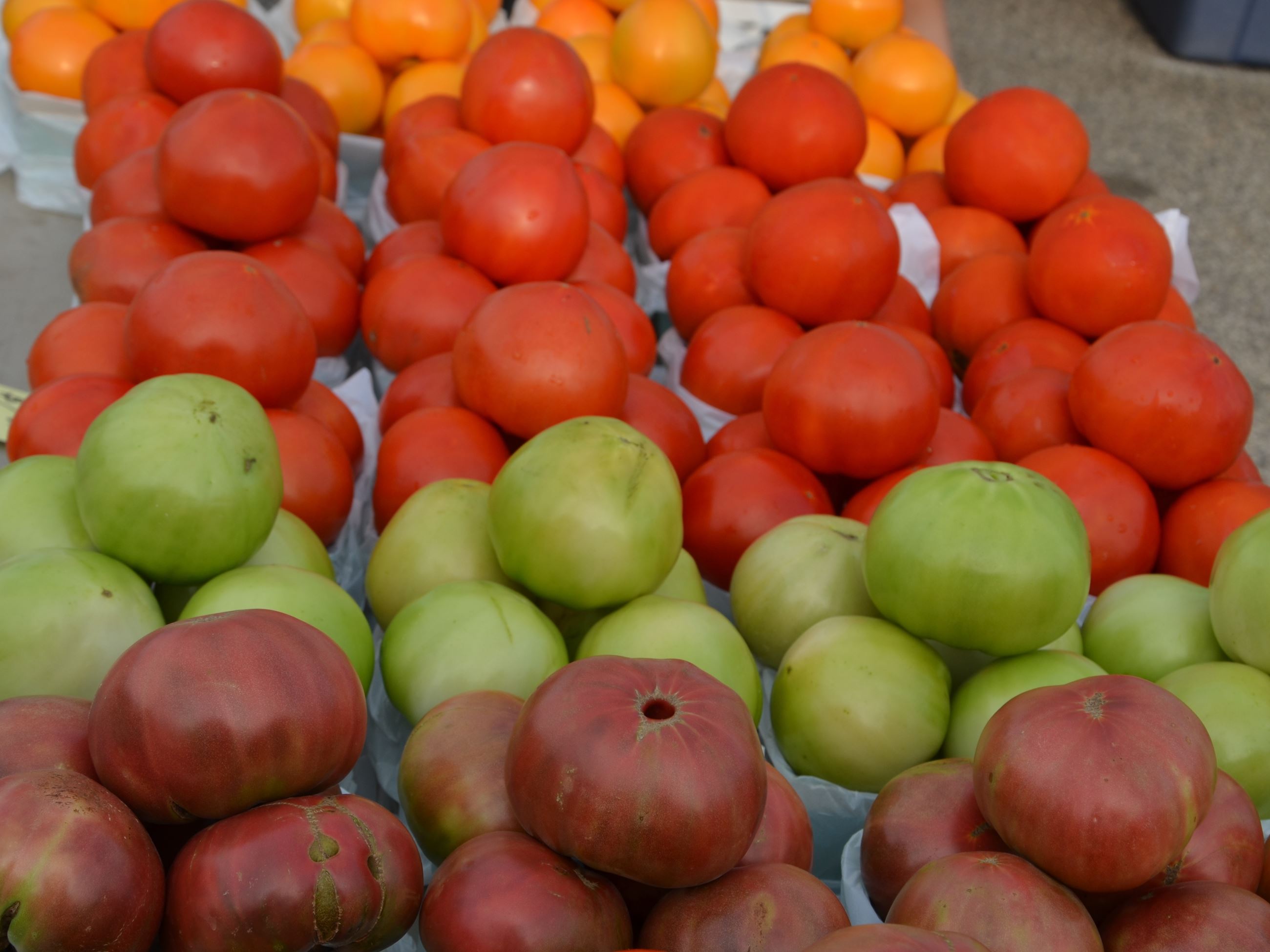 Purple, green, orange, and red tomatoes for sale