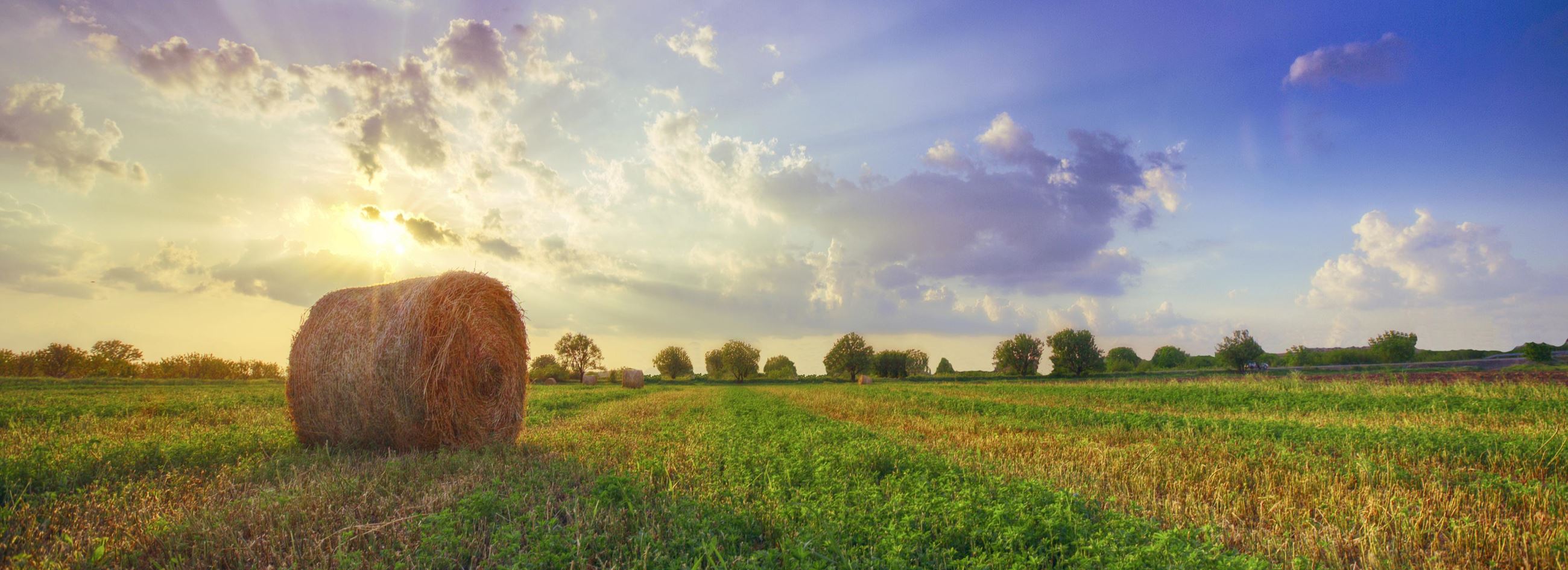 Hay bale in a field at sunset
