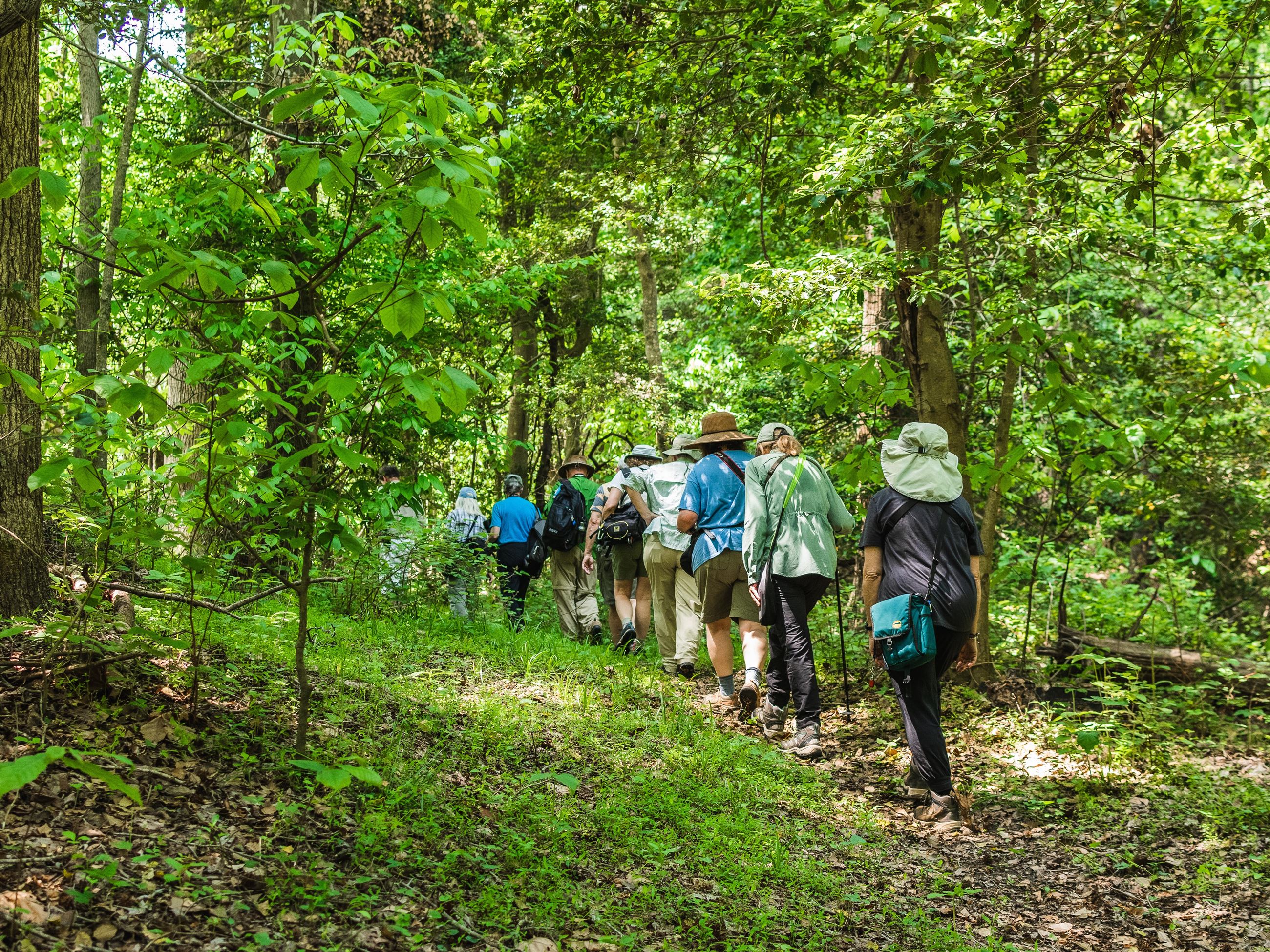 Group of men and women hiking through the woods in a single file
