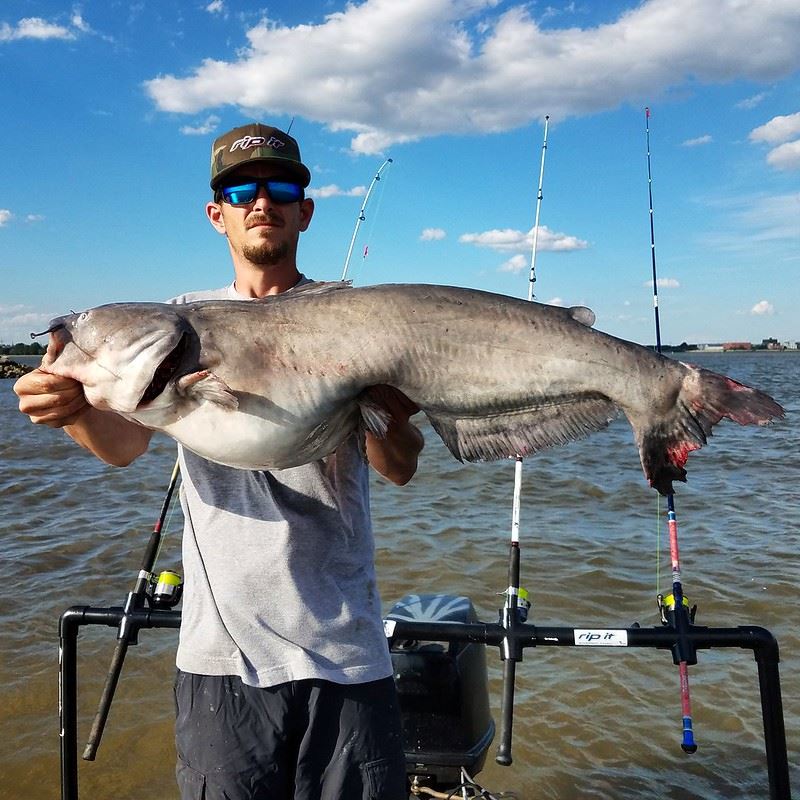 Man holding blue catfish by the water