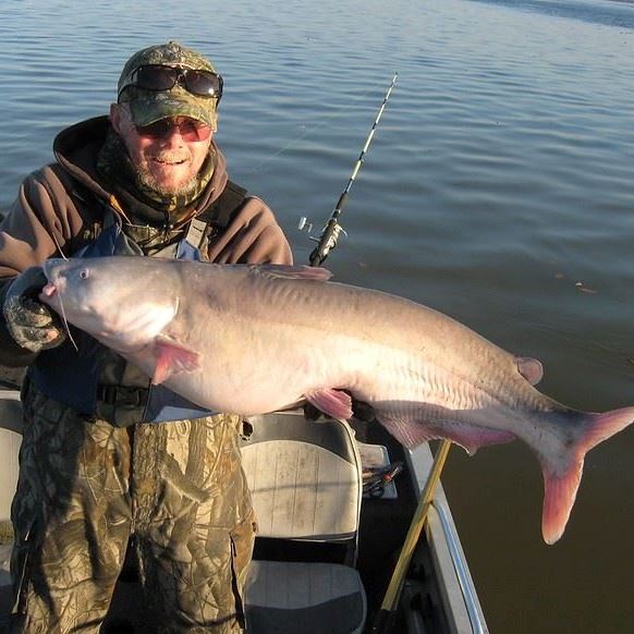 Man holding a blue catfish standing in a boat