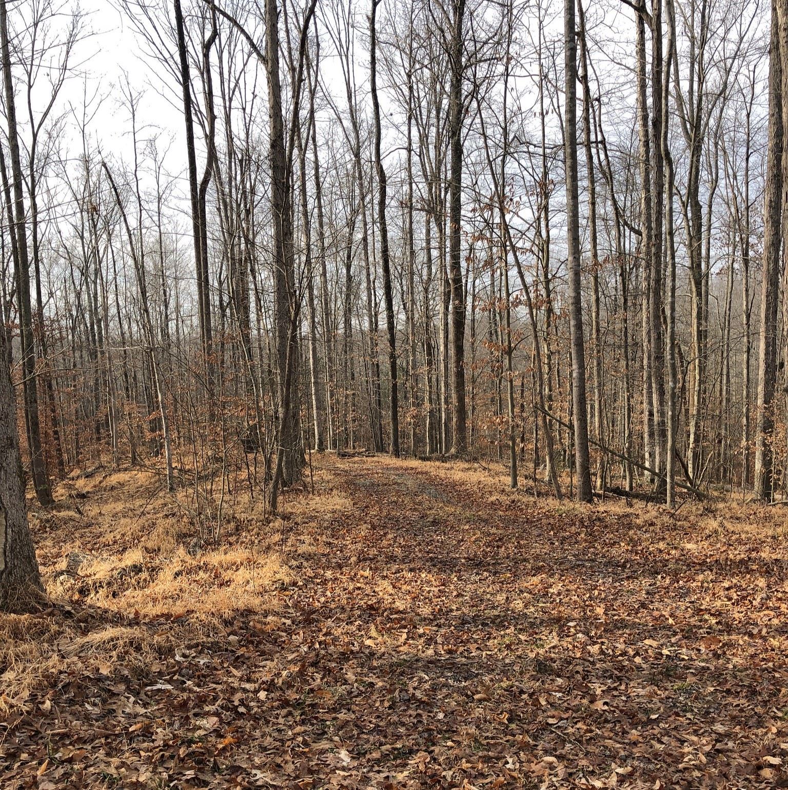 Hughes Tree Farm trail